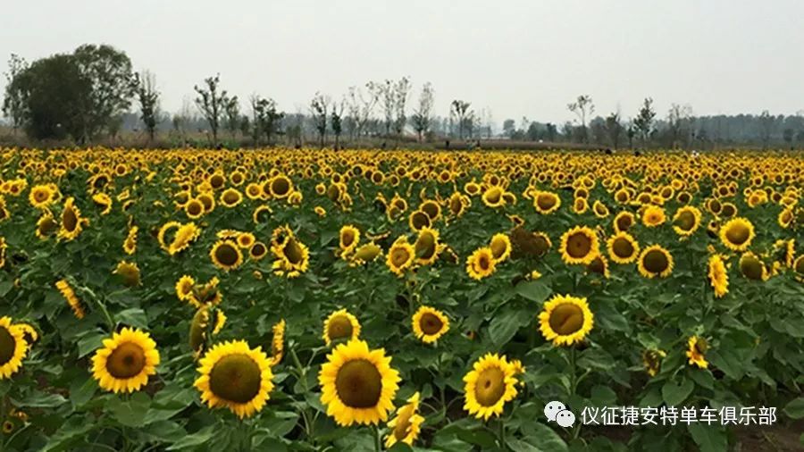 东圣达金花葵最新动态引领行业趋势