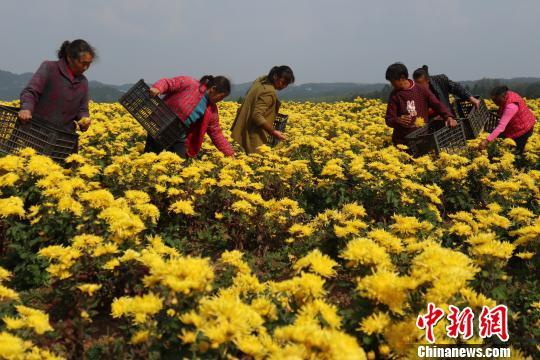 育苗路社区领导最新概览