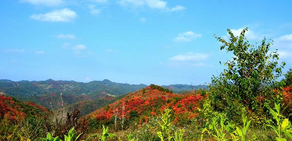 花果山乡新领导团队引领乡村振兴新篇章