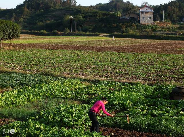 夏果村新项目，先锋力量引领乡村发展之路