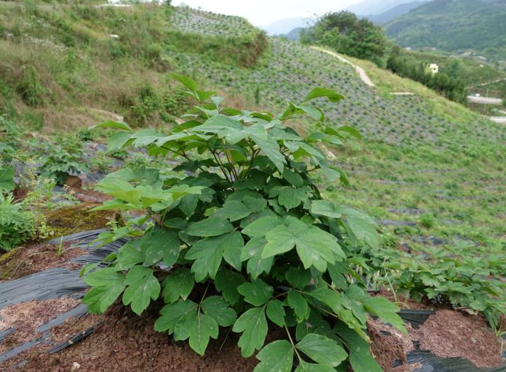 白虎村最新新闻动态